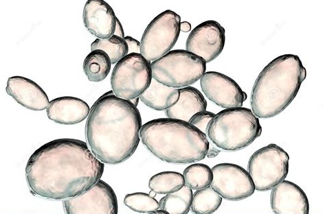 Saccharomyces cerevesiae